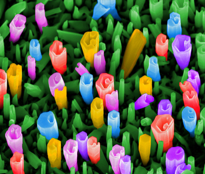 Nanofleurs_Martina_Morassi_Plateforme_POEM